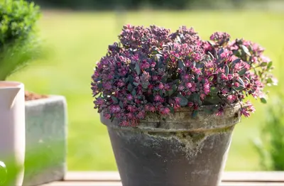 Sedum (Vetkruid) - afbeelding 19