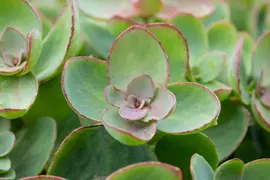 Sedum (Vetkruid) - afbeelding 20