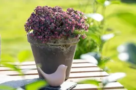 Sedum (Vetkruid) - afbeelding 21