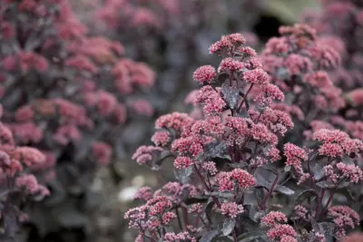 Sedum (Vetkruid) - afbeelding 10
