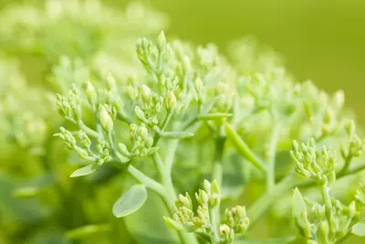 Sedum (Vetkruid) - afbeelding 14