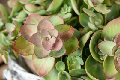 Sedum (Vetkruid) - afbeelding 22