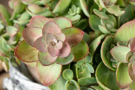 Sedum (Vetkruid) - afbeelding 22