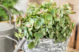 Sedum (Vetkruid) - afbeelding 23