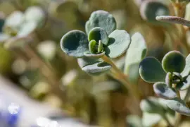 Sedum (Vetkruid) - afbeelding 24