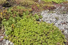 Sedum (Vetkruid) - afbeelding 3