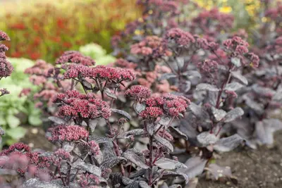 Sedum (Vetkruid) - afbeelding 6