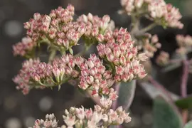 Sedum (Vetkruid) - afbeelding 7