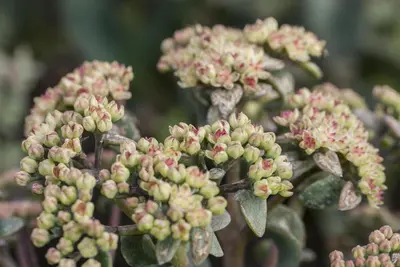 Sedum (Vetkruid) - afbeelding 8