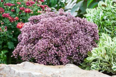 Sedum (Vetkruid) - afbeelding 15