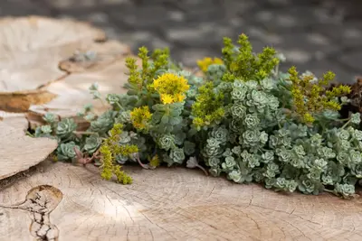 Sedum (Vetkruid) - afbeelding 25
