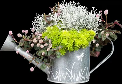 Sedum (Vetkruid) - afbeelding 17
