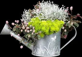 Sedum (Vetkruid) - afbeelding 17