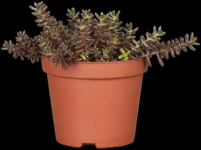 Sedum (Vetkruid) - afbeelding 5