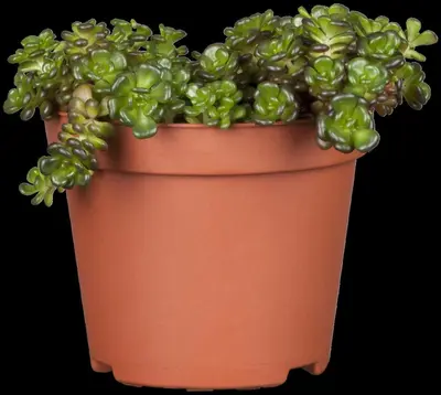 Sedum (Vetkruid) - afbeelding 4
