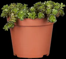 Sedum (Vetkruid) - afbeelding 4