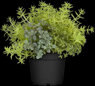 Sedum (Vetkruid) - afbeelding 16