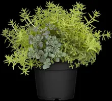 Sedum (Vetkruid) - afbeelding 16