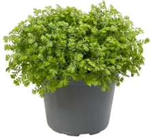 Selaginella 'apoda' (Meelmos) 9cm - afbeelding 1