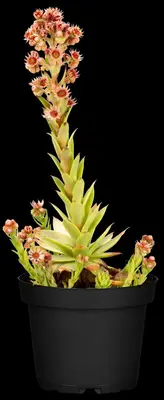 Sempervivum (Huislook) - afbeelding 91