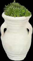 Sempervivum (Huislook) - afbeelding 61