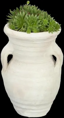 Sempervivum (Huislook) - afbeelding 61