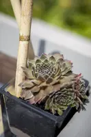 Sempervivum (Huislook) - afbeelding 5