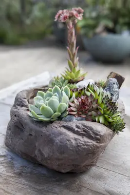 Sempervivum (Huislook) - afbeelding 7