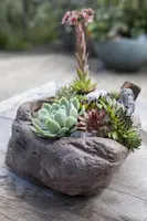 Sempervivum (Huislook) - afbeelding 7