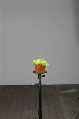 Sempervivum (Huislook) - afbeelding 17
