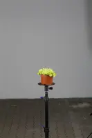 Sempervivum (Huislook) - afbeelding 17