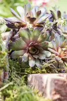 Sempervivum (Huislook) - afbeelding 21