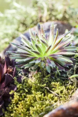 Sempervivum (Huislook) - afbeelding 27