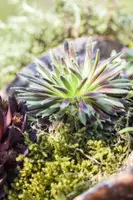 Sempervivum (Huislook) - afbeelding 27