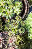 Sempervivum (Huislook) - afbeelding 29
