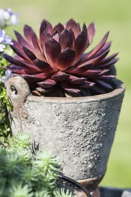 Sempervivum (Huislook) - afbeelding 33