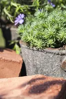 Sempervivum (Huislook) - afbeelding 34