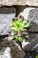 Sempervivum (Huislook) - afbeelding 36