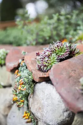 Sempervivum (Huislook) - afbeelding 39