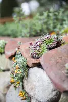 Sempervivum (Huislook) - afbeelding 39
