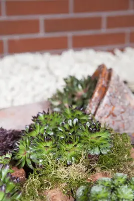Sempervivum (Huislook) - afbeelding 41