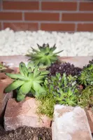 Sempervivum (Huislook) - afbeelding 42