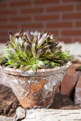 Sempervivum (Huislook) - afbeelding 43