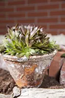Sempervivum (Huislook) - afbeelding 43
