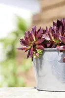 Sempervivum (Huislook) - afbeelding 45