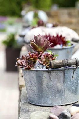 Sempervivum (Huislook) - afbeelding 47