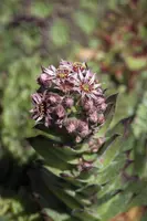 Sempervivum (Huislook) - afbeelding 50