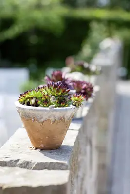 Sempervivum (Huislook) - afbeelding 54
