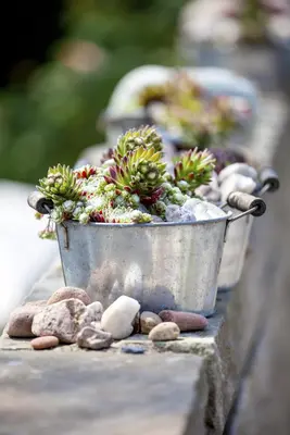 Sempervivum (Huislook) - afbeelding 56