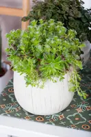 Sempervivum (Huislook) - afbeelding 67